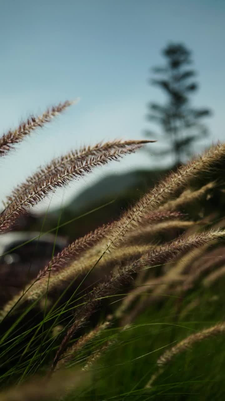 自然界中的花草田野视频素材