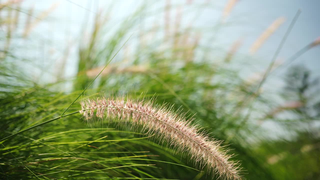 自然界中的花草田野视频素材