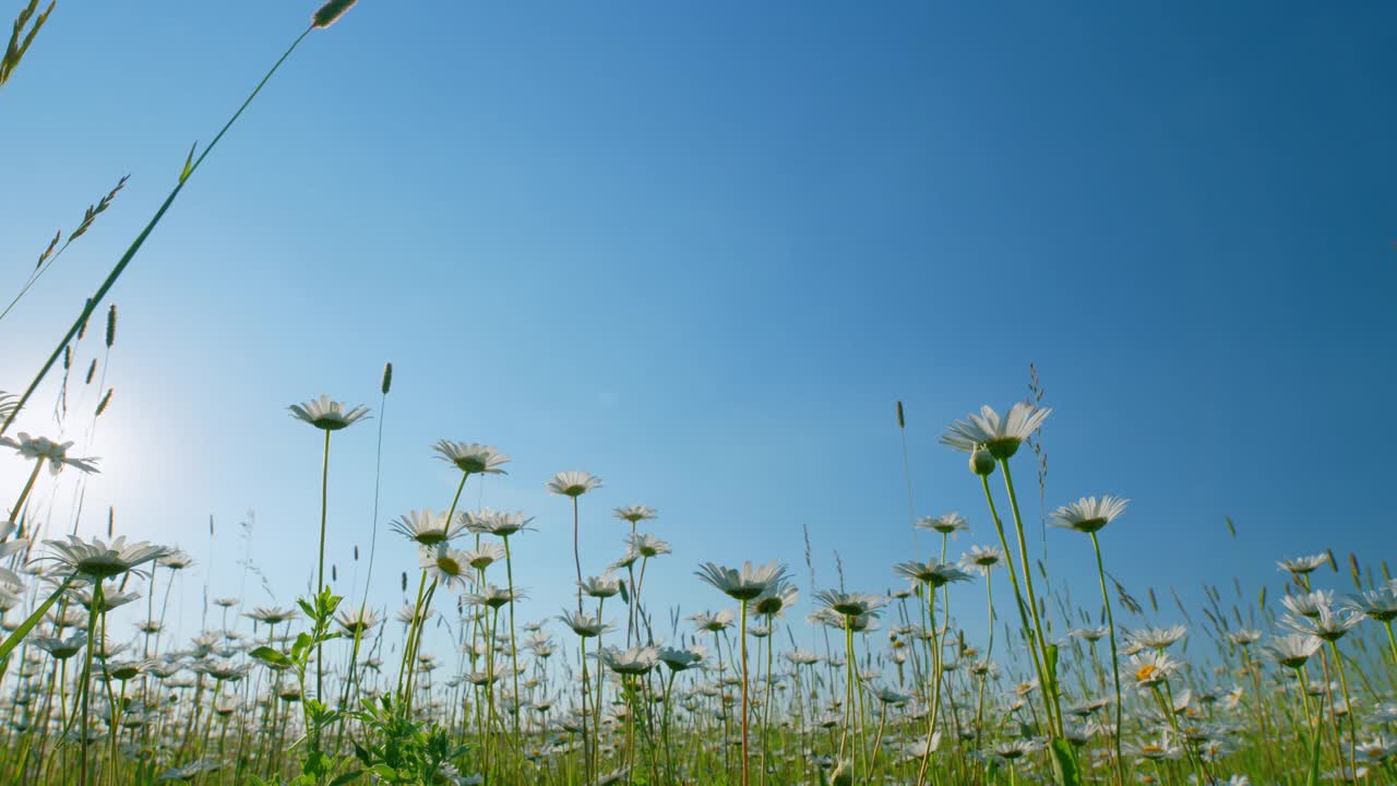 娇嫩的野雏菊在风中摇曳。夏季自然。低角度视图。视频素材