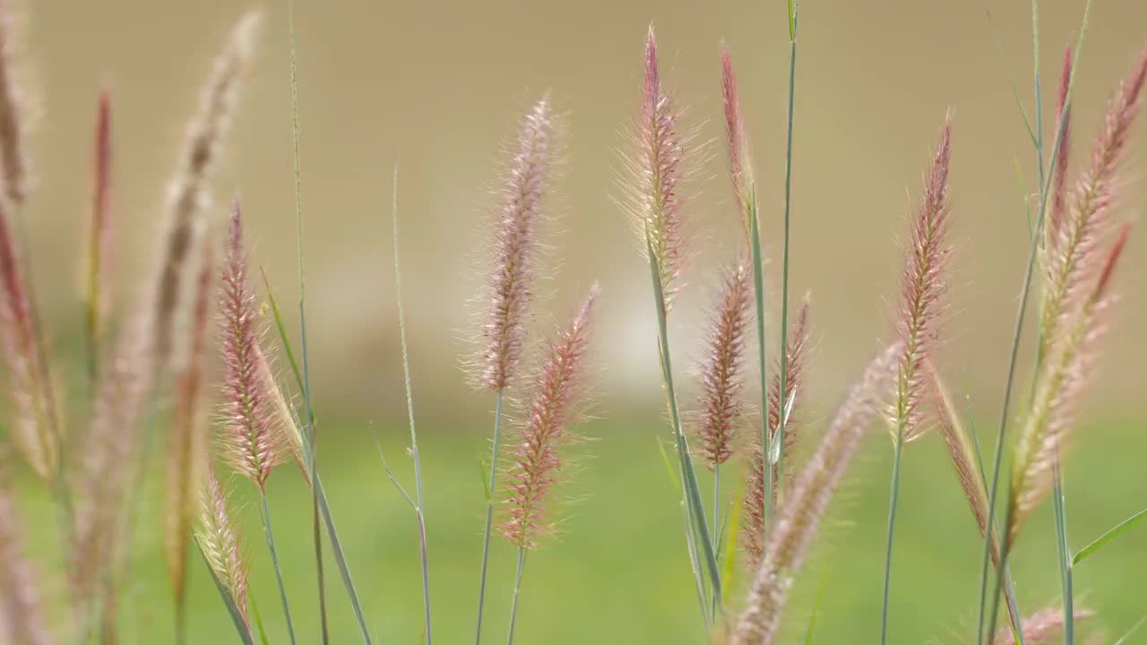 草在风中摇曳视频素材