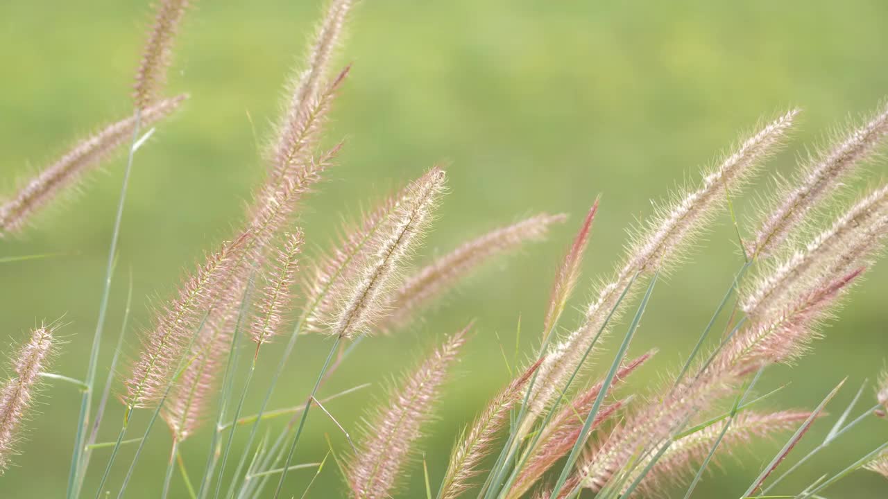 草在风中摇曳视频素材