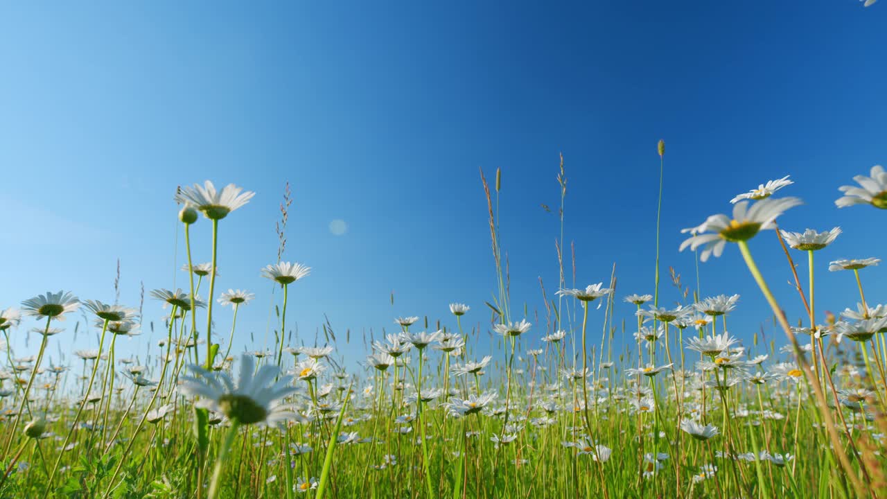 田野里盛开的白色雏菊在风中摇曳。白色和黄色的晨曦在风中摇曳。低角度视图。视频素材