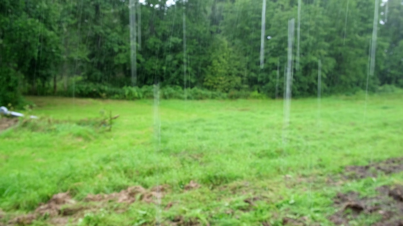 大雨。绿树上的夏雨，草地背景。特写镜头。森林里的雨天。多雨的天气。热带暴雨。自然背景。极端天气状况。冰雹和雨。阳光视频素材