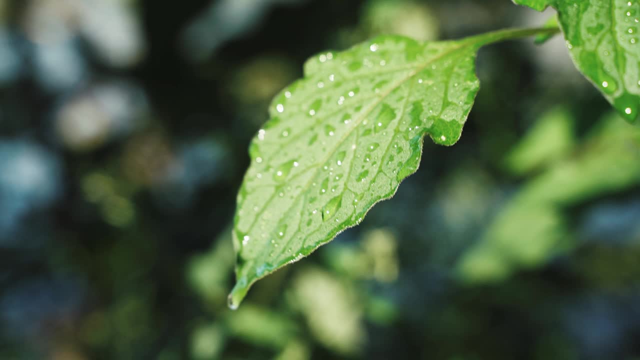 雨后，大片的水珠从绿叶上滴下来。雨后的森林。雨水从绿色植物上滴下来。视频素材