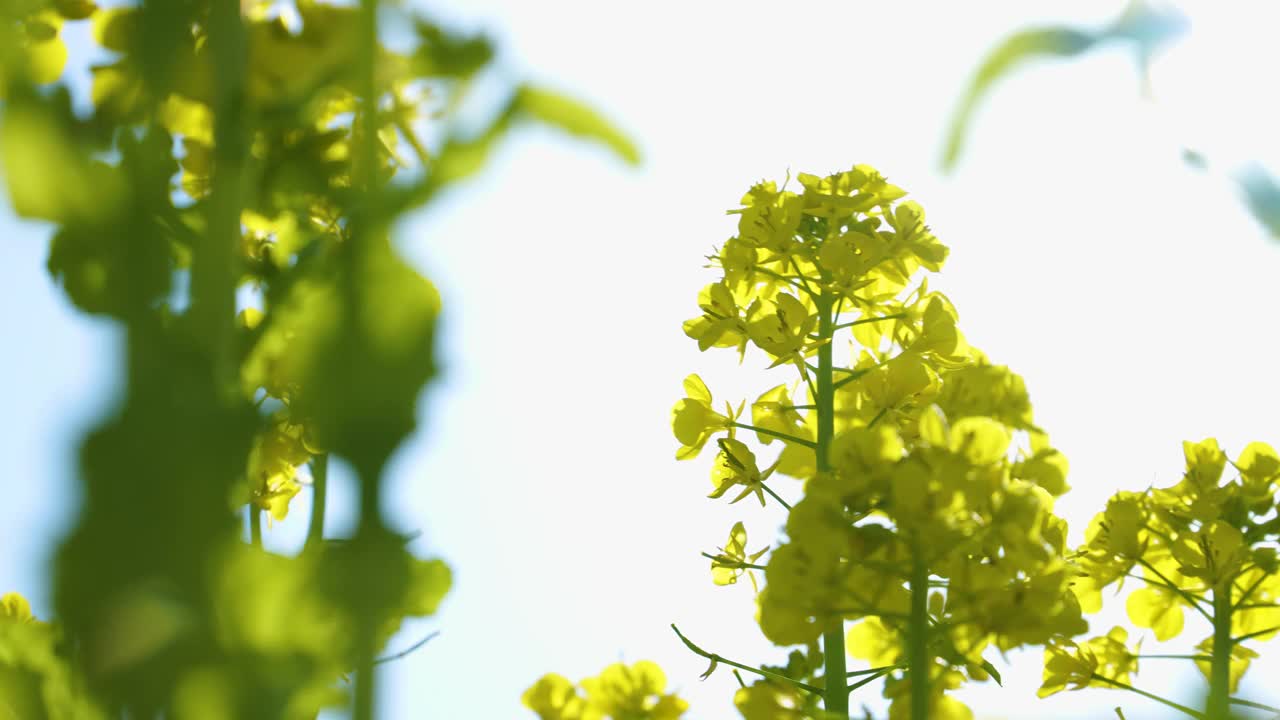 倾斜的油菜花慢动作视频。视频素材