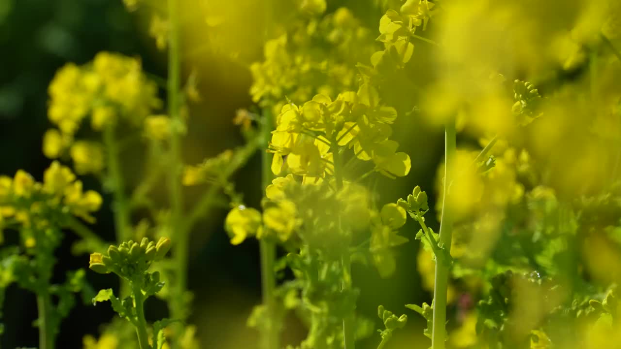 油菜花盛开的田野视频素材