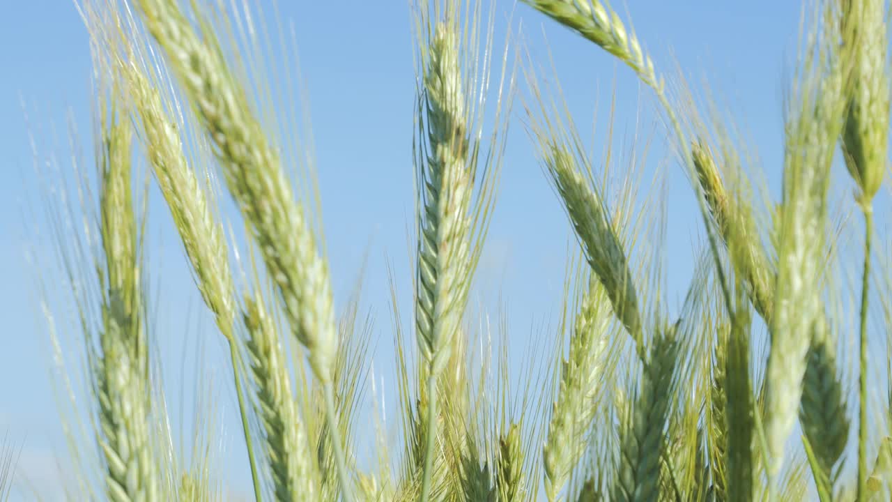 天空云麦田夏天肥沃的背景。麦穗随风摆动。谷物在夏季成熟。农业企业环保小麦。全球粮食危机。视频素材