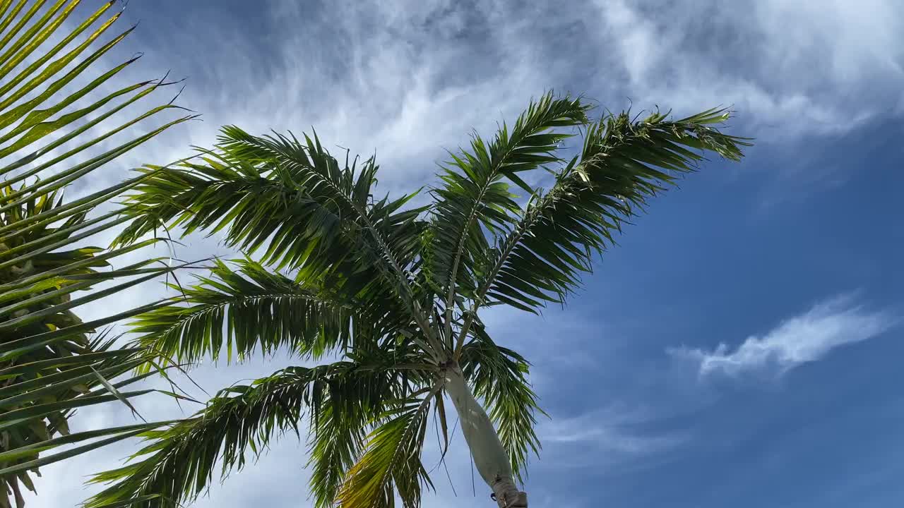 低角度拍摄的棕榈树在蔚蓝晴朗的天空下随风飘荡视频素材