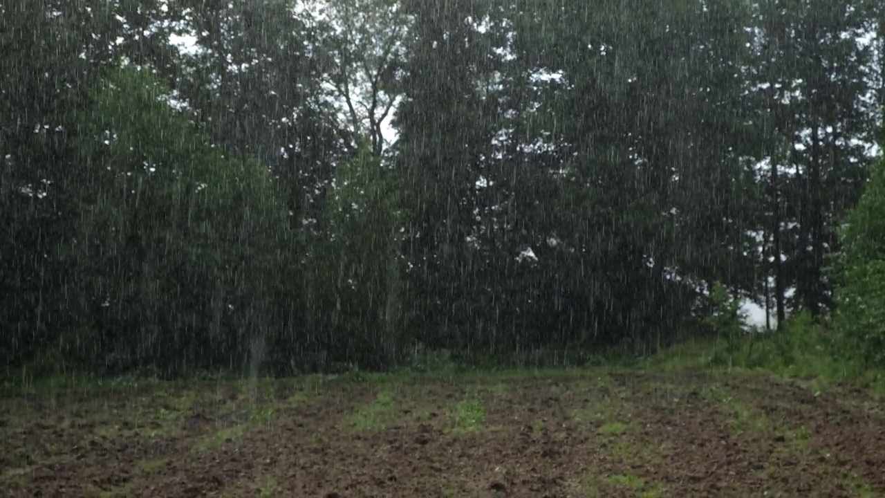 大雨。绿树上的夏雨，草地背景。特写镜头。森林里的雨天。多雨的天气。热带暴雨。自然背景。极端天气状况。冰雹和雨。阳光视频素材