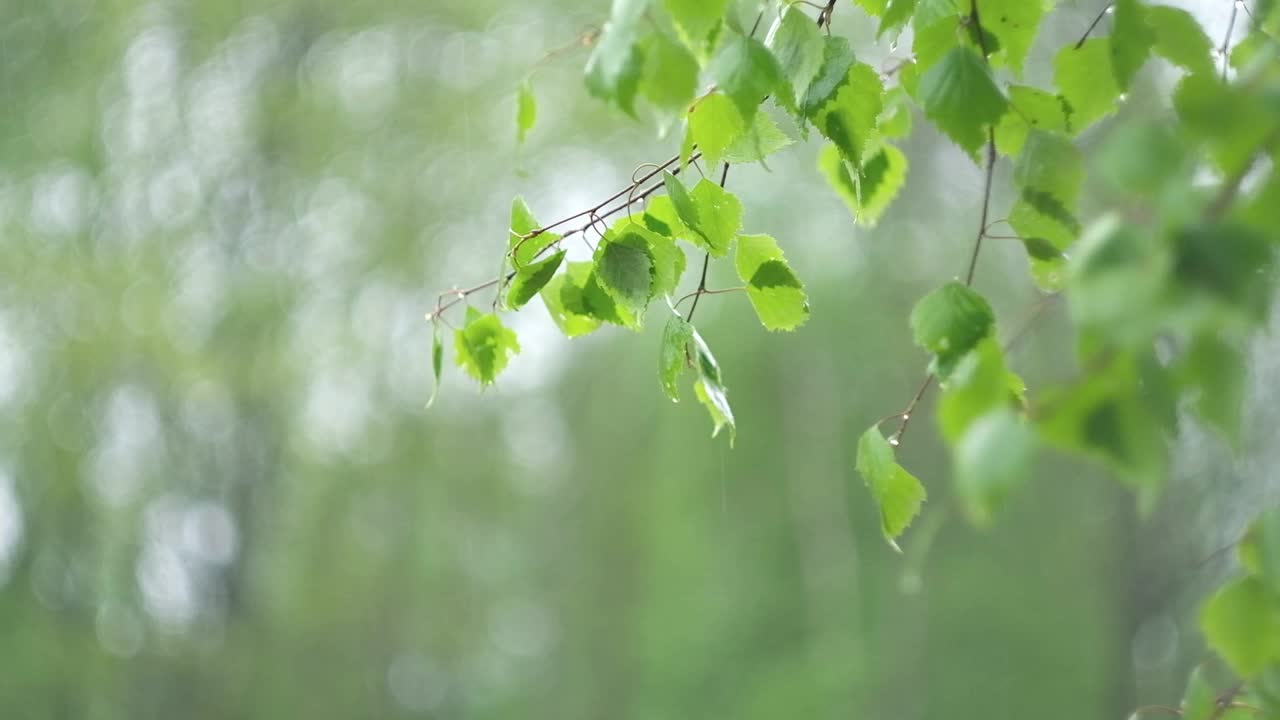 雨中从绿叶上滴下的雨滴。雨水落在绿色的植物上。夏天的天气。自然的情绪背景。冥想，放松。大雨阵雨。视频素材