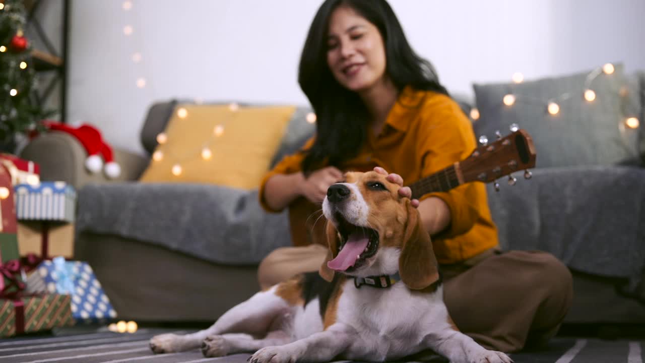 女人和小猎犬小狗在客厅。视频素材