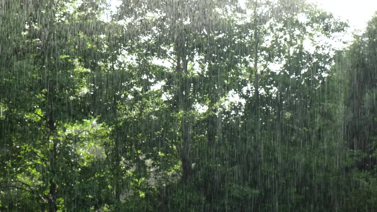 大雨。绿树上的夏雨，草地背景。特写镜头。森林里的雨天。多雨的天气。热带暴雨。自然背景。极端天气状况。冰雹和雨。阳光视频素材