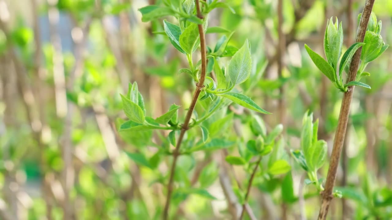 你好,春天。近距离观看第一个春天温柔的叶子，芽和树枝在阳光下发光在花园或公园模糊的背景。自然清新的绿色植物生态理念。枝上有第一片春天的叶子。视频素材画面1