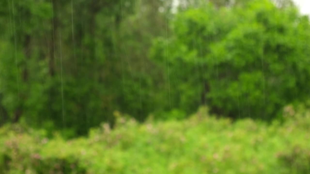 大雨。绿树上的夏雨，草地背景。特写镜头。森林里的雨天。多雨的天气。热带暴雨。自然背景。极端天气状况。冰雹和雨。阳光视频素材