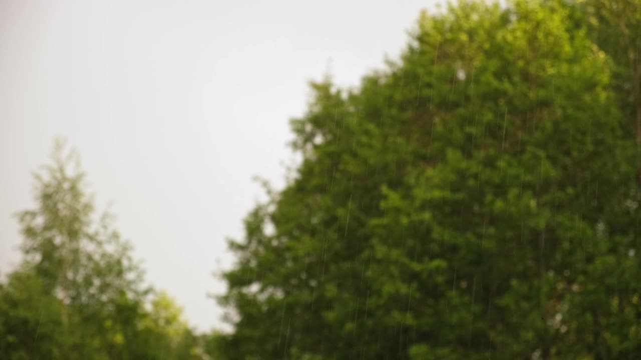 大雨。绿树上的夏雨，草地背景。特写镜头。森林里的雨天。多雨的天气。热带暴雨。自然背景。极端天气状况。冰雹和雨。阳光视频素材