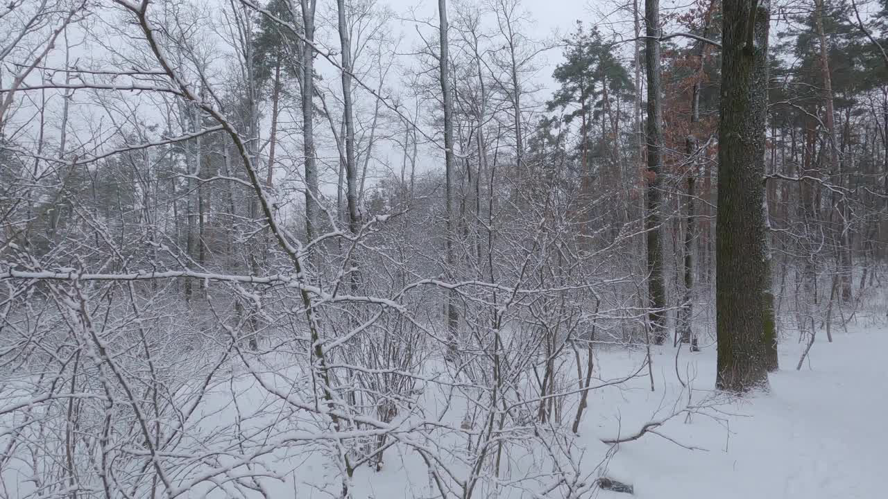 降雪期间冬季森林中的不同树木视频素材