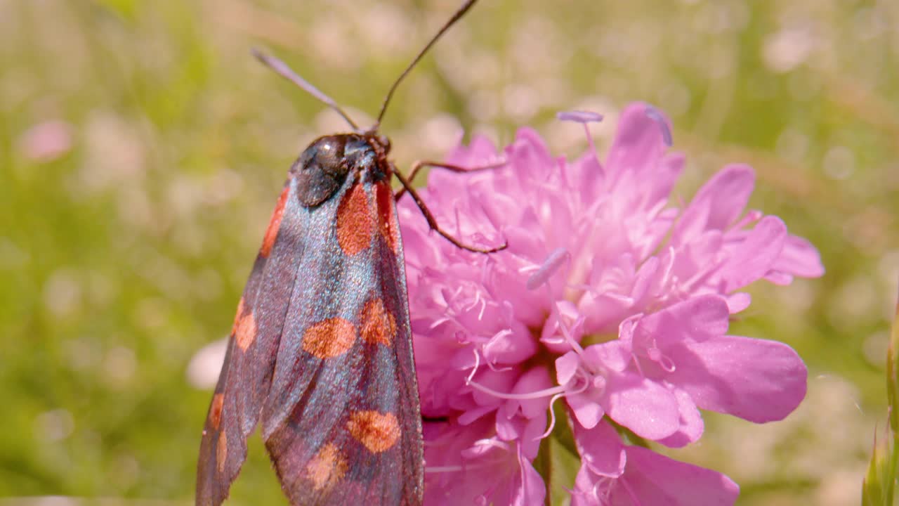 微距，DOF彩色蝴蝶Zygaena transalpina喂食野花花蜜视频素材