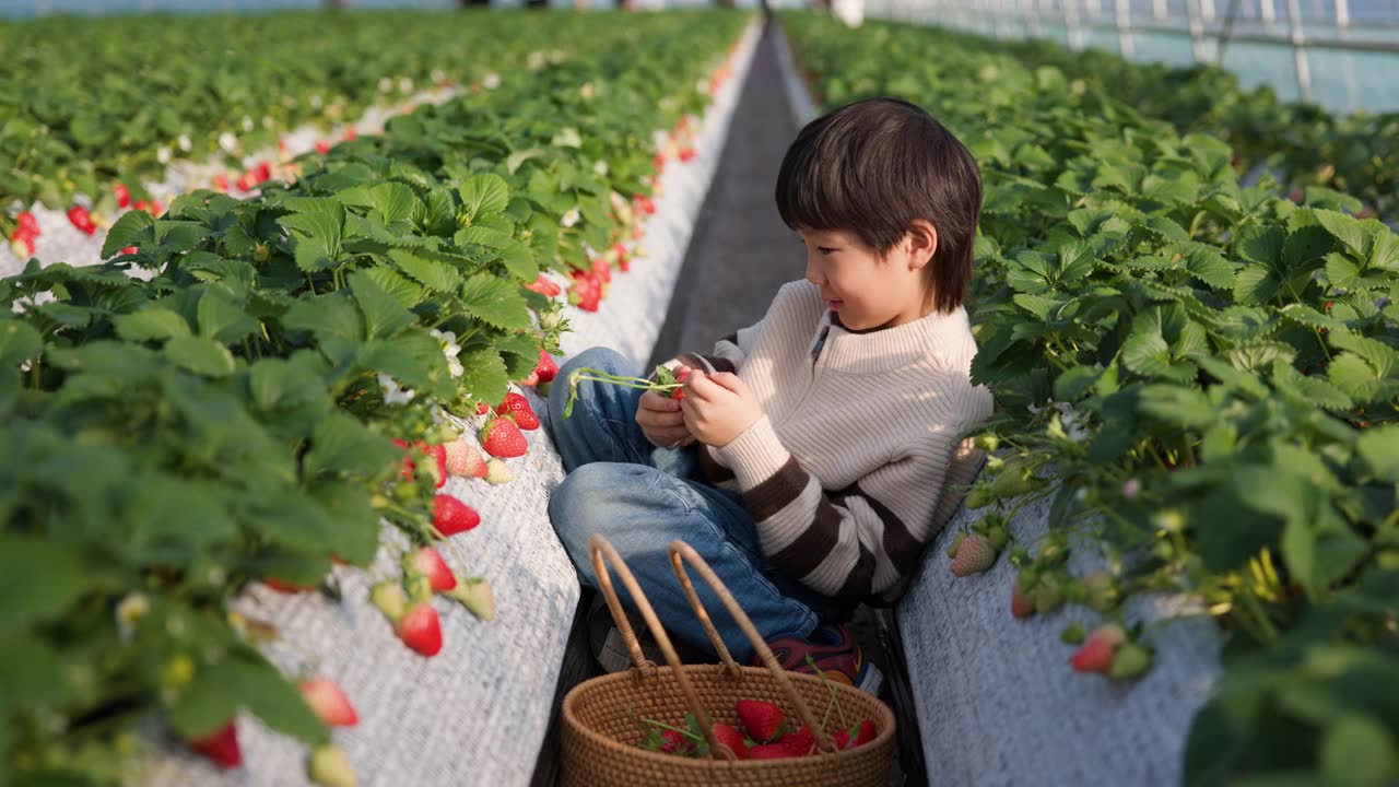 一个小孩在草莓农场的田里摘草莓。视频素材画面1