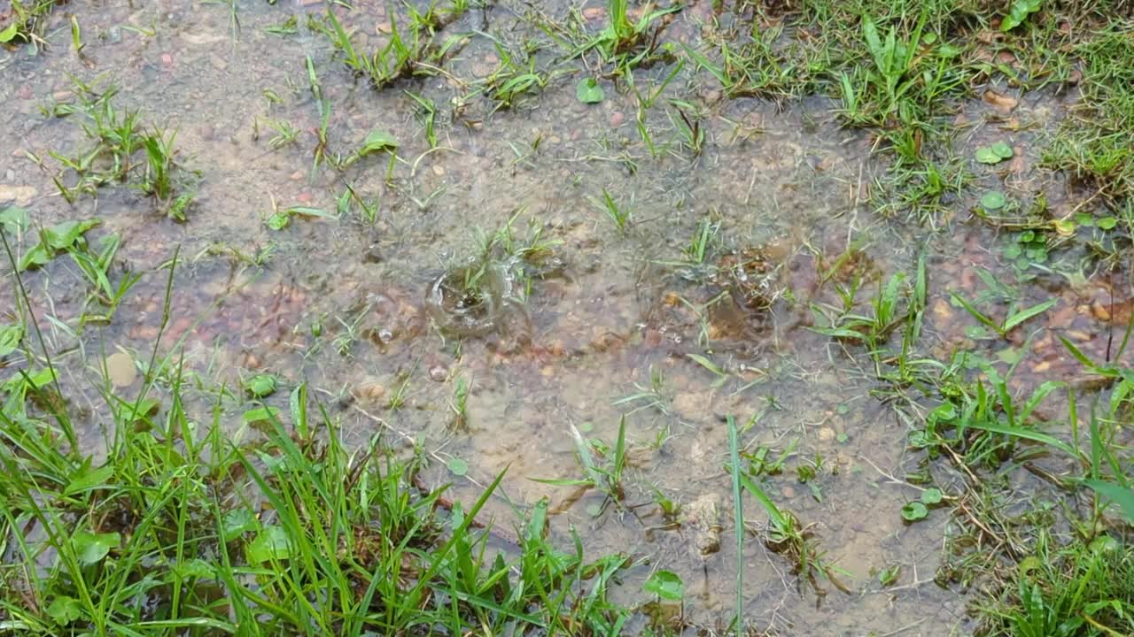 电影中的平底锅以草为背景倾盆大雨视频素材