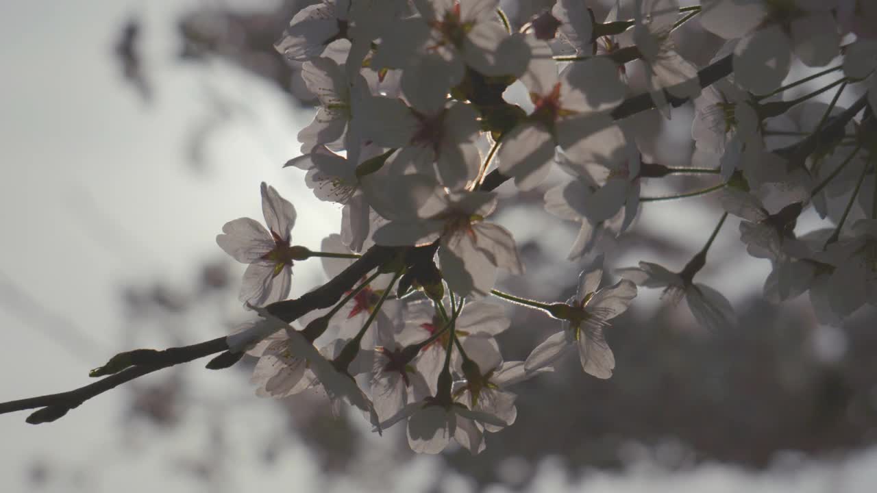 樱花(Prunus Serrulata)在春天/原州市，江原道，韩国视频素材