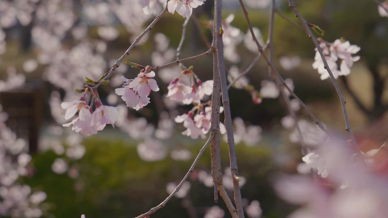 樱花(Prunus Serrulata)在春天/原州市，江原道，韩国视频素材