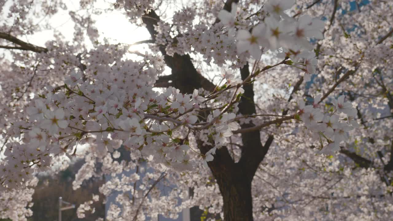 樱花(Prunus Serrulata)在春天/原州市，江原道，韩国视频素材