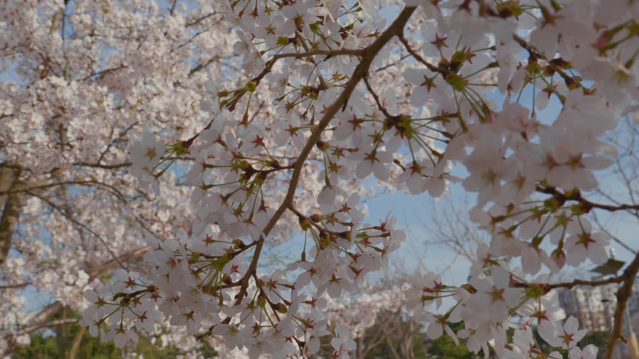 樱花(Prunus Serrulata)在春天/原州市，江原道，韩国视频素材