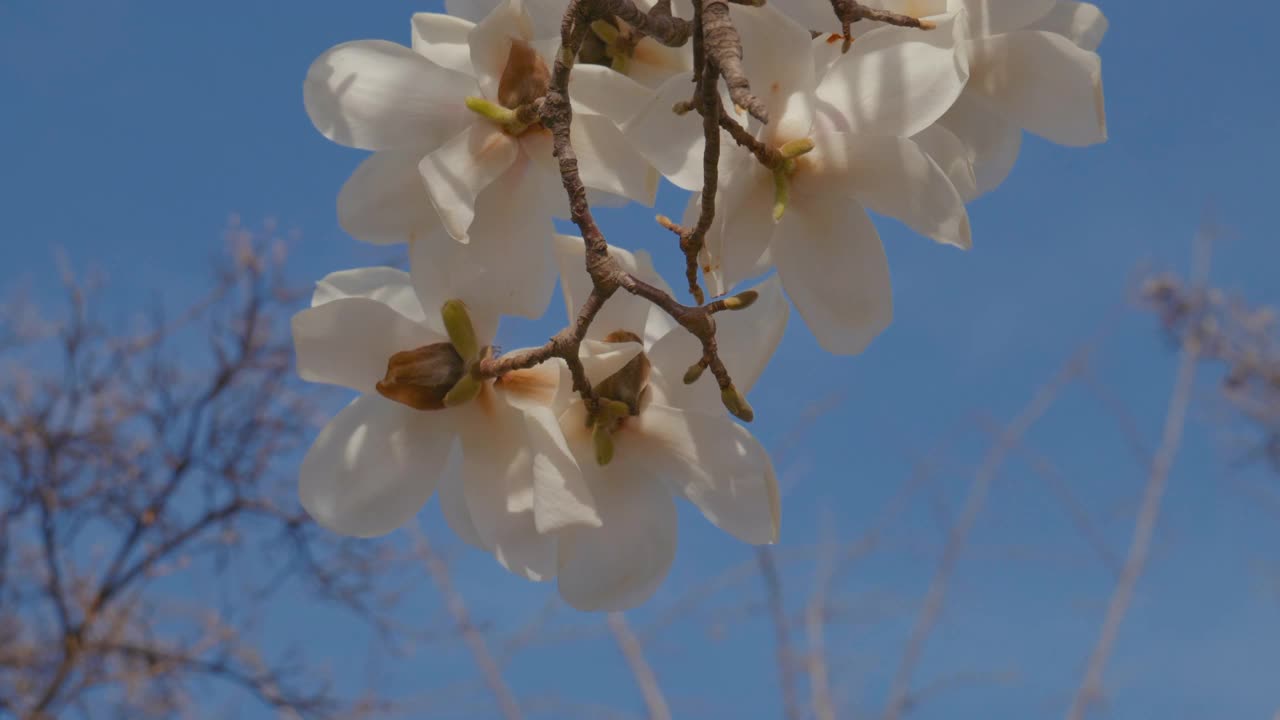 韩国江原道原州市春天的白玉兰(Magnolia Kobus)视频素材