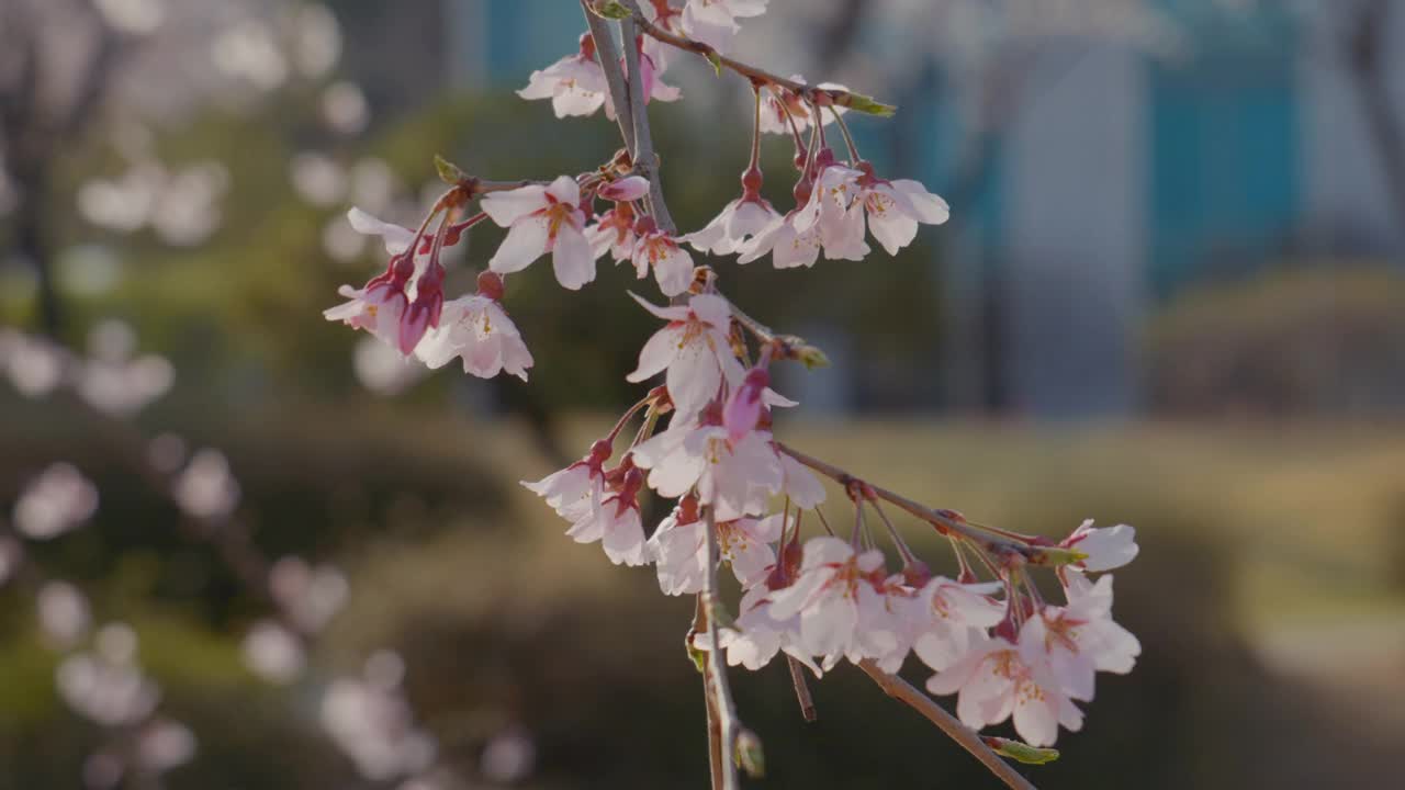 樱花(Prunus Serrulata)在春天/原州市，江原道，韩国视频素材