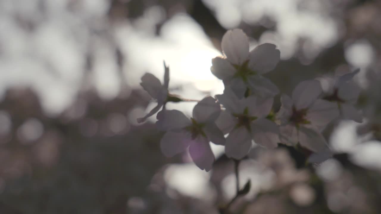 樱花(Prunus Serrulata)在春天/原州市，江原道，韩国视频素材