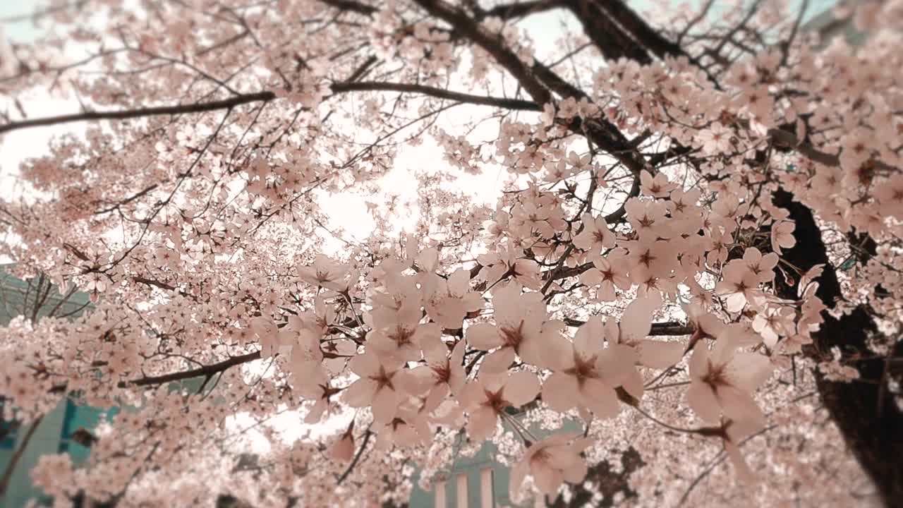 樱花(Prunus Serrulata)在春天/原州市，江原道，韩国视频素材