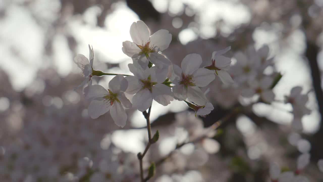 樱花(Prunus Serrulata)在春天/原州市，江原道，韩国视频素材