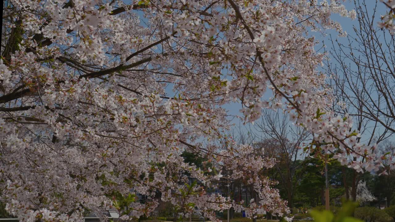 樱花(Prunus Serrulata)在春天/原州市，江原道，韩国视频素材