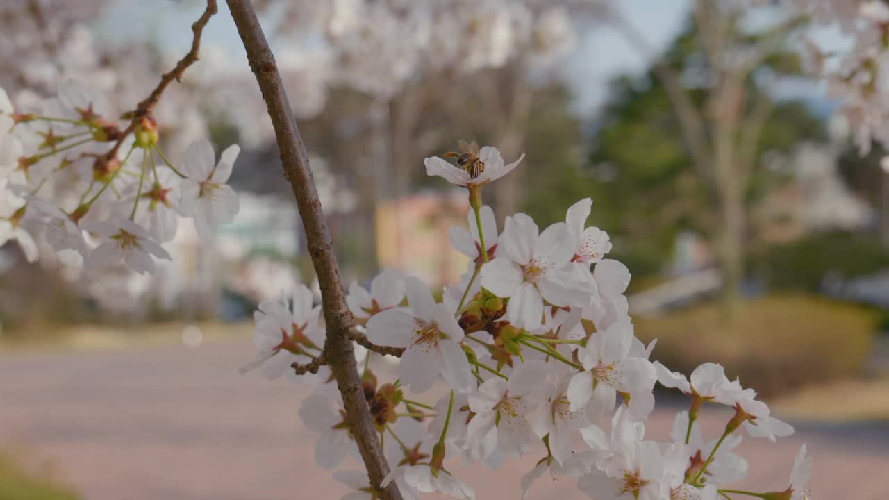 樱花(Prunus Serrulata)在春天/原州市，江原道，韩国视频素材