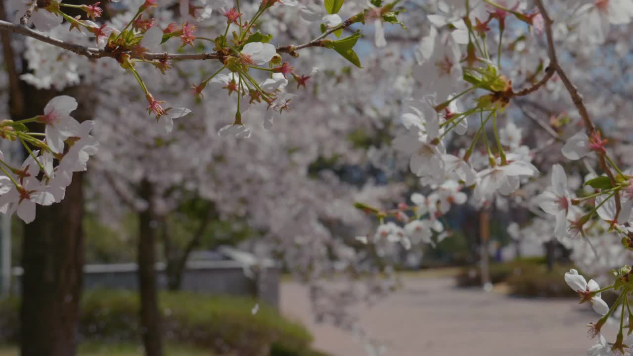 樱花(Prunus Serrulata)在春天/原州市，江原道，韩国视频素材