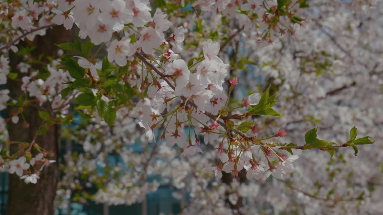 樱花(Prunus Serrulata)在春天/原州市，江原道，韩国视频素材