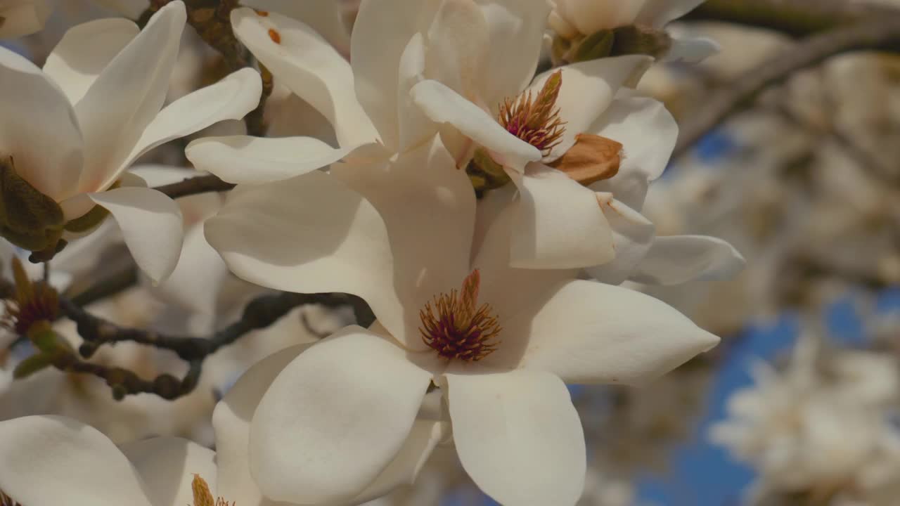 韩国江原道原州市春天的白玉兰(Magnolia Kobus)视频素材