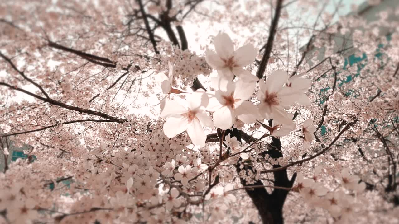 樱花(Prunus Serrulata)在春天/原州市，江原道，韩国视频素材