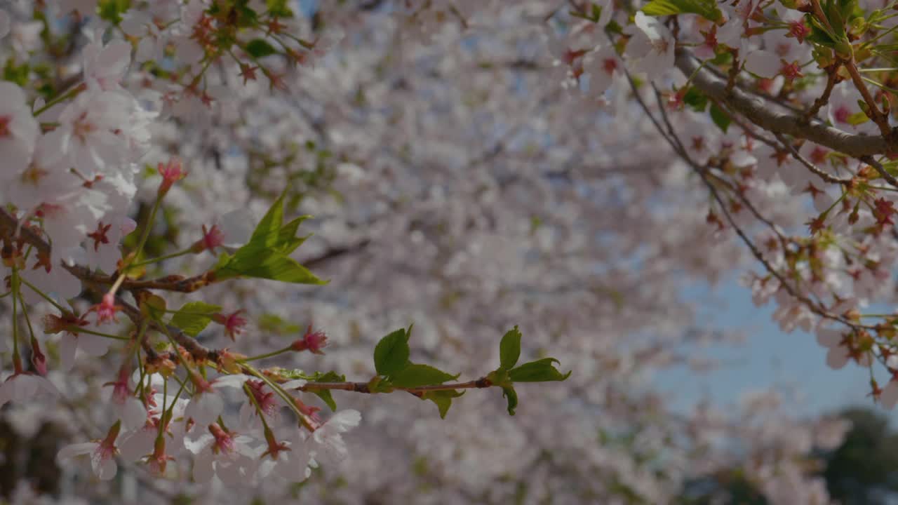 樱花(Prunus Serrulata)在春天/原州市，江原道，韩国视频素材