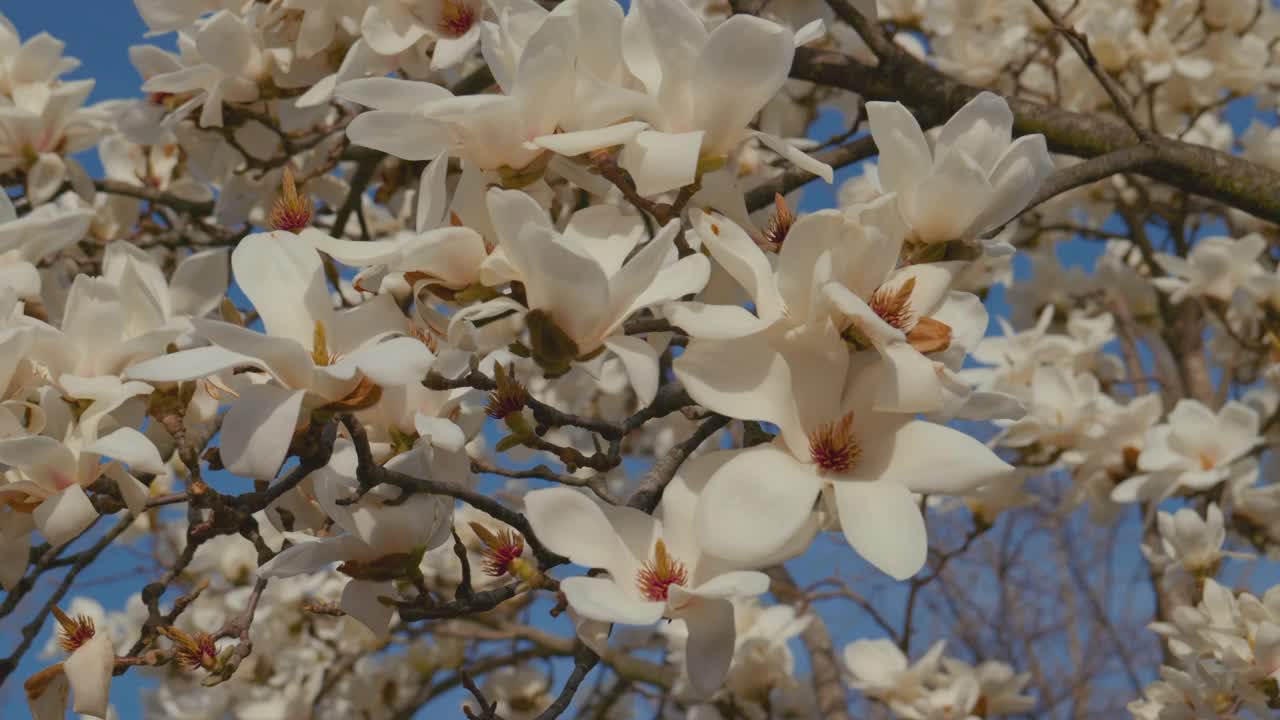 韩国江原道原州市春天的白玉兰(Magnolia Kobus)视频素材