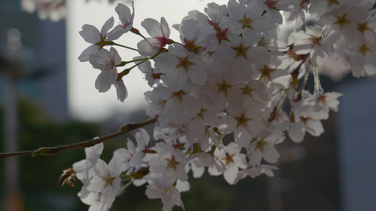 樱花(Prunus Serrulata)在春天/原州市，江原道，韩国视频素材