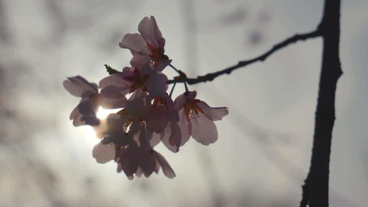 樱花(Prunus Serrulata)在春天/原州市，江原道，韩国视频素材