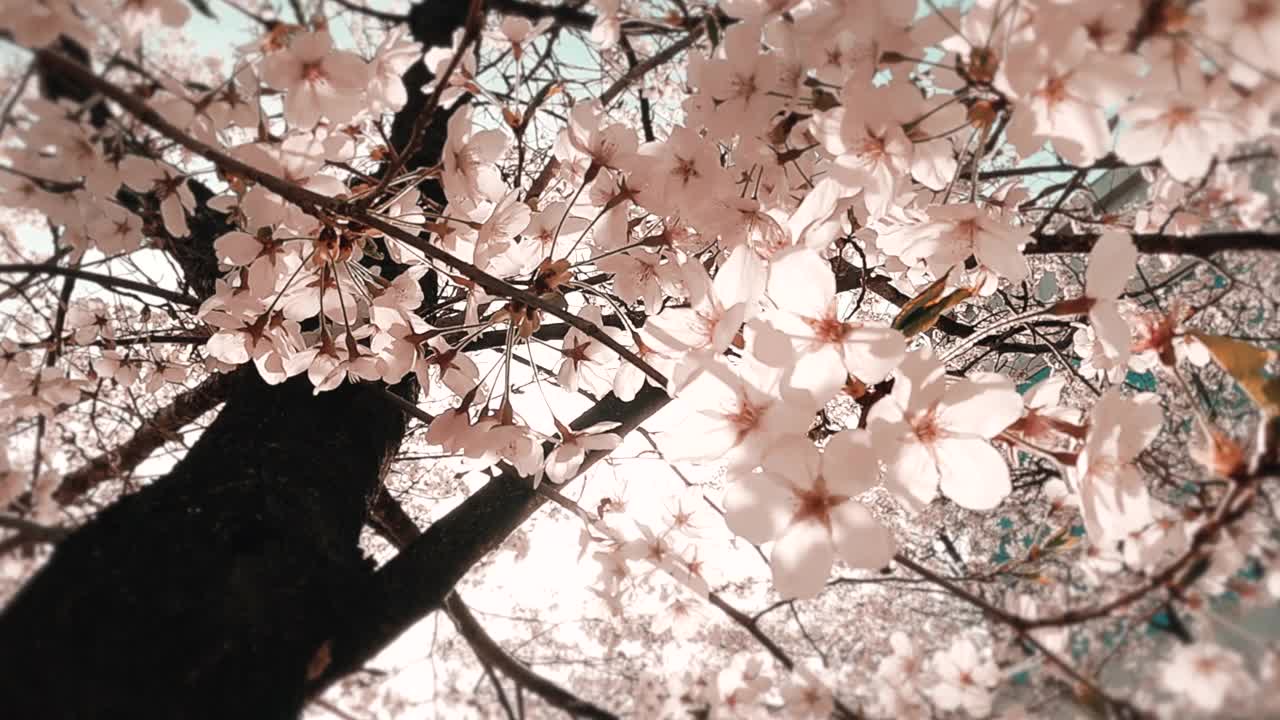 樱花(Prunus Serrulata)在春天/原州市，江原道，韩国视频素材