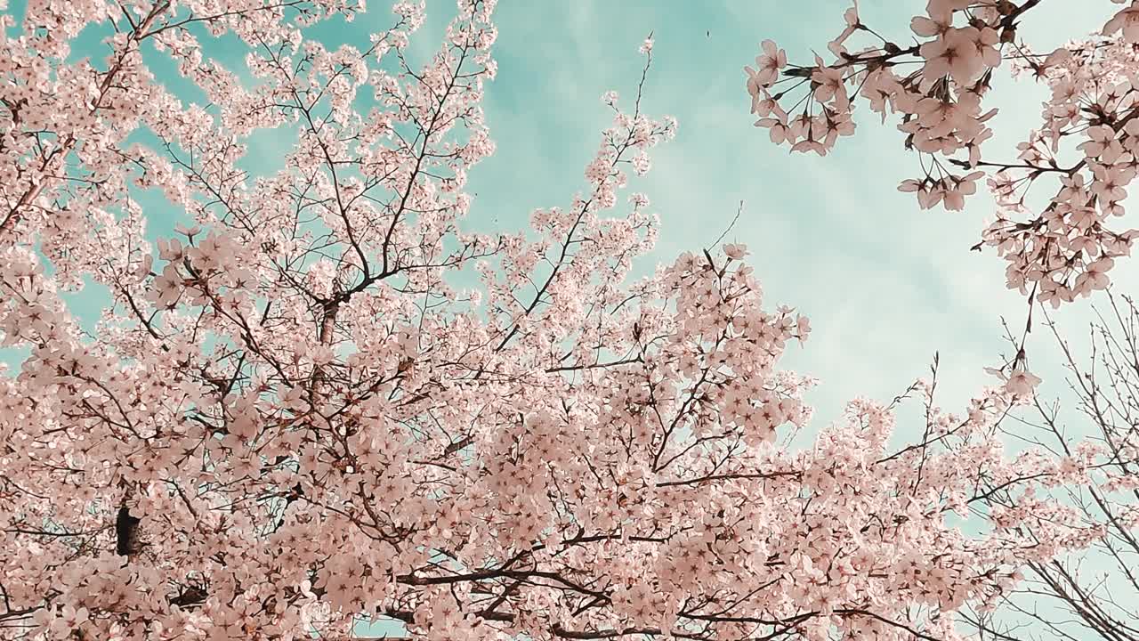 樱花(Prunus Serrulata)在春天/原州市，江原道，韩国视频素材