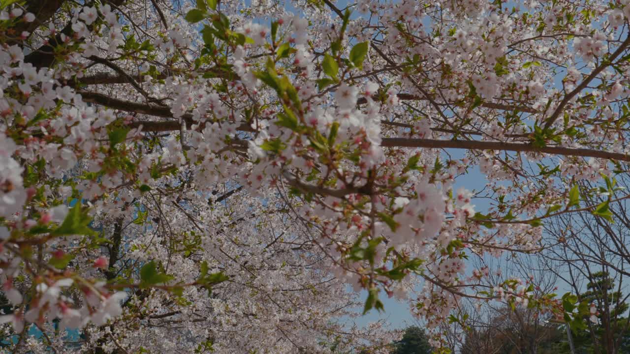 樱花(Prunus Serrulata)在春天/原州市，江原道，韩国视频素材