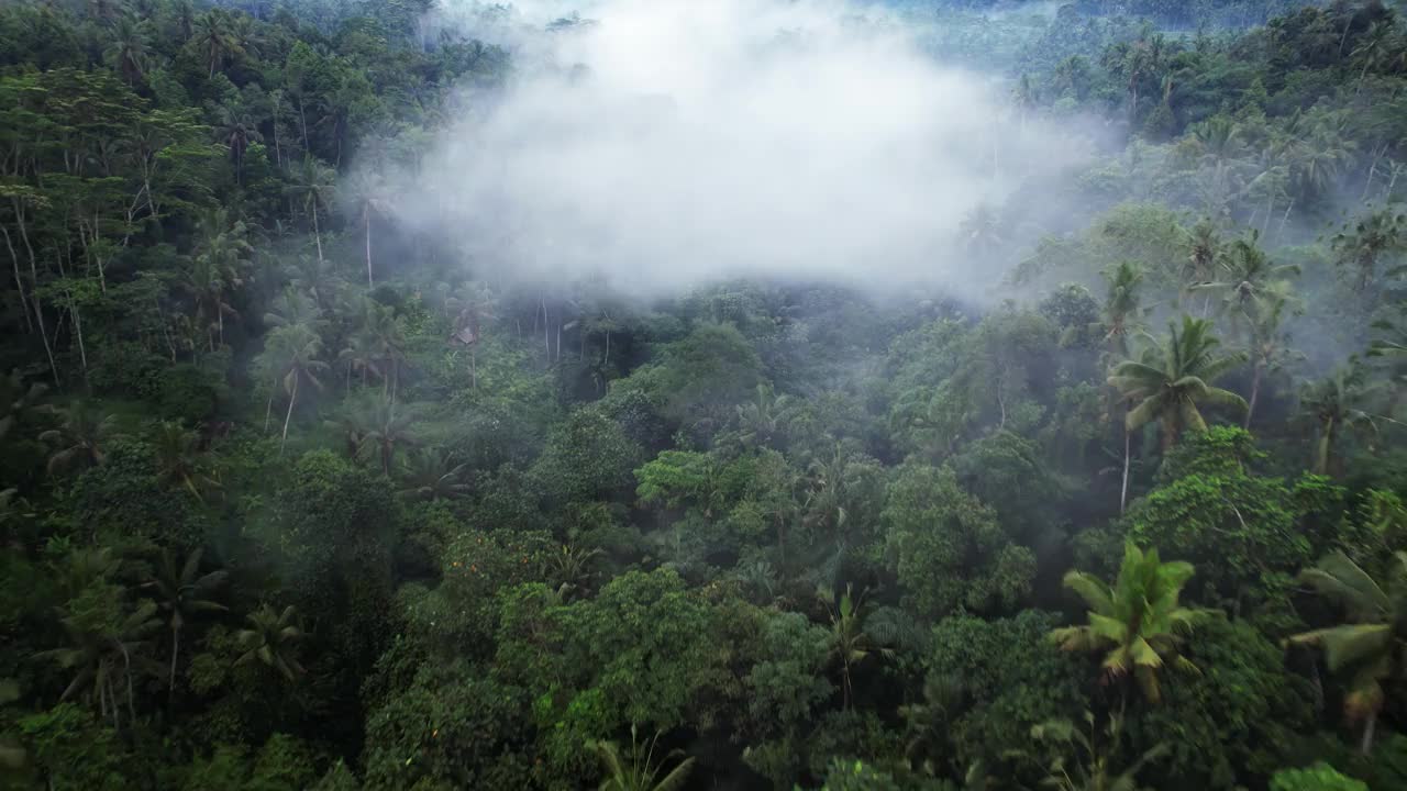 在雨后森林覆盖的峡谷上飞过轻盈的白云视频素材