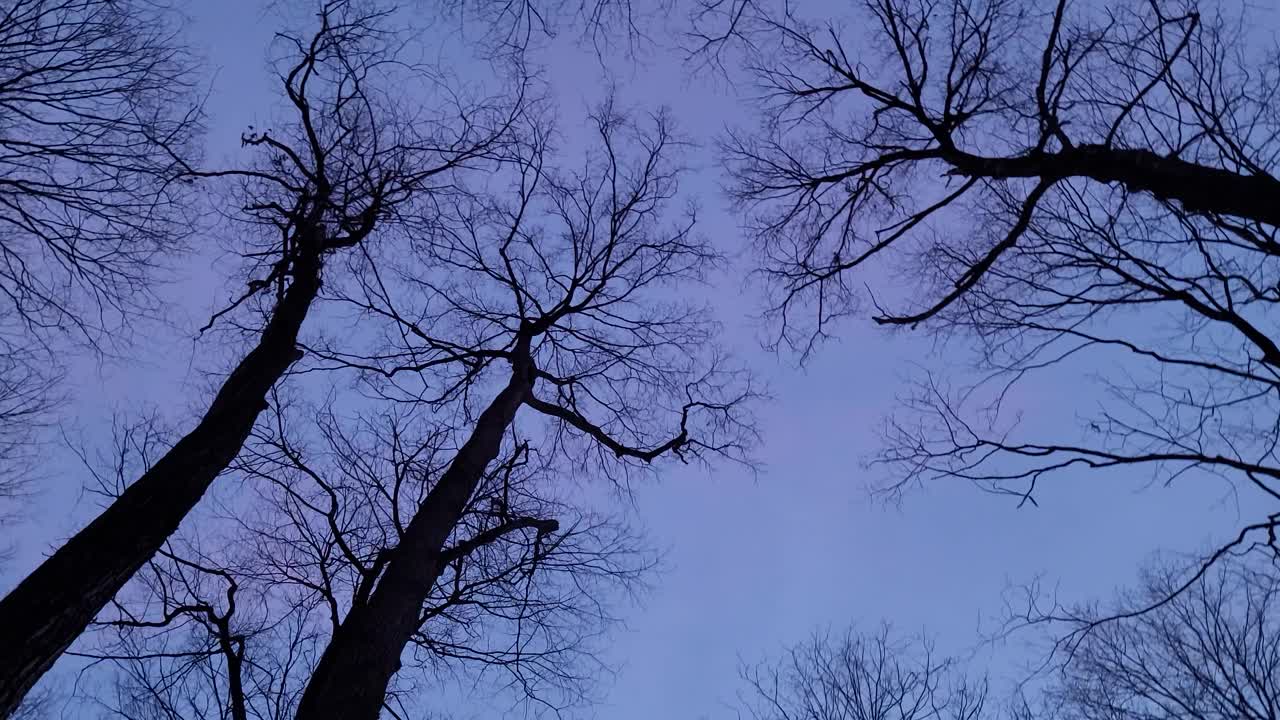 美丽的圆形底部的森林树木覆盖着雪视频素材