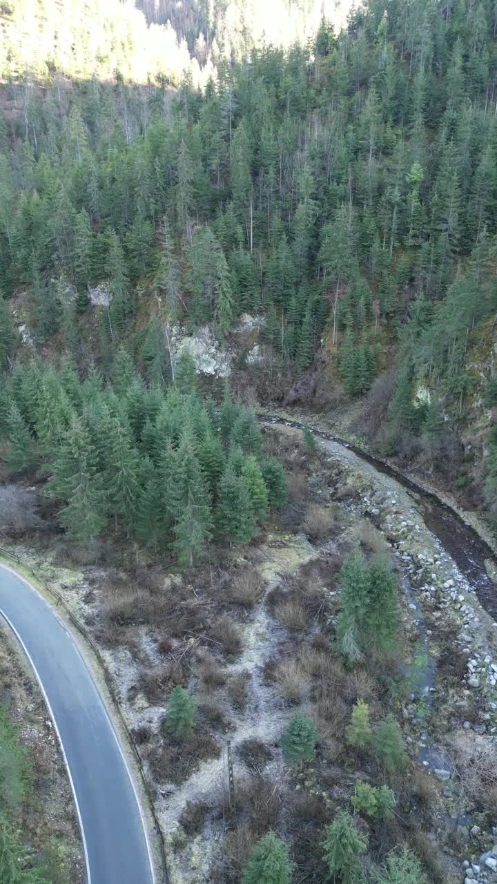 垂直无人机视图的道路两旁的森林视频素材