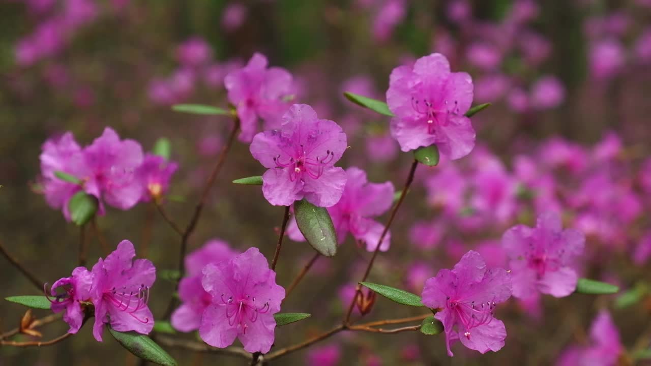 野生杜鹃花娇嫩的粉红色花朵在风中摇曳。自然之美。视频素材