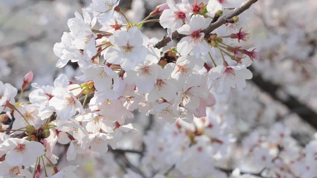 樱桃树(Prunus subg)樱)和樱花(Prunus Campanulata) /海南郡，全南道，韩国视频素材